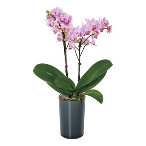 ラント キュート(M)