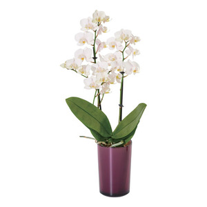 ラント エレガント(M)