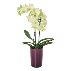 ラント エレガント(L)