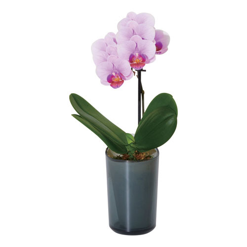 ラント キュート(S)