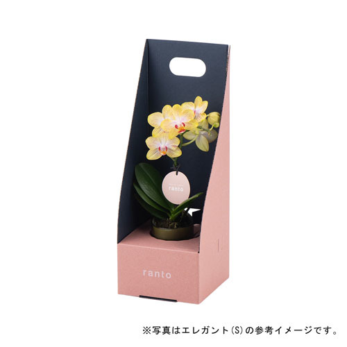 ラント キュート(S)