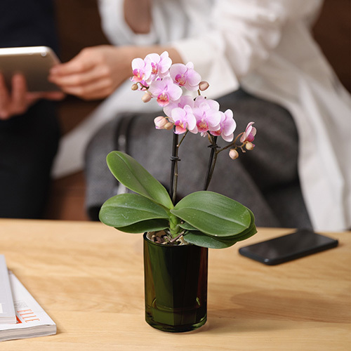 ラント キュート(M)