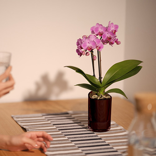 ラント キュート(M)