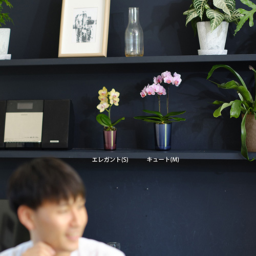 ラント キュート(M)