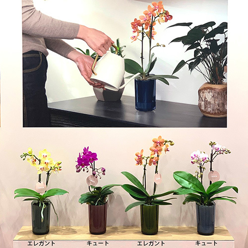 ラント キュート(M)