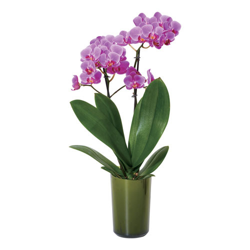 ラント キュート(L)