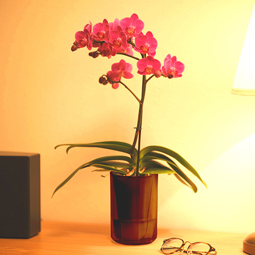 ラント キュート(L)