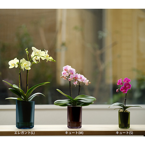 ラント キュート(L)