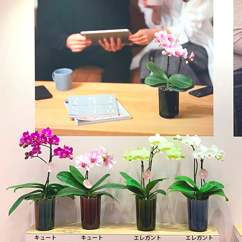 ラント キュート(L)