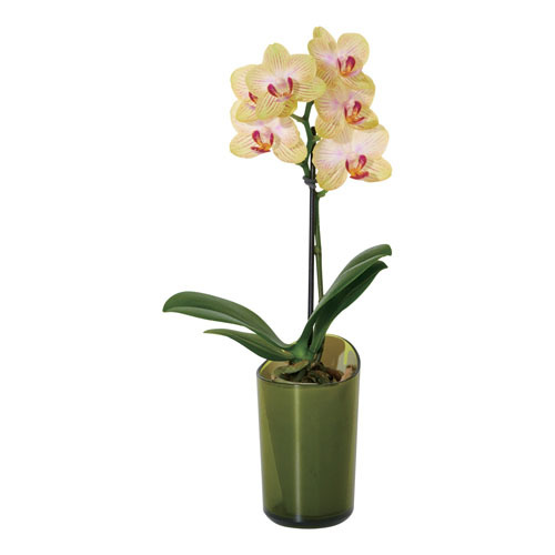 ラント エレガント(S)