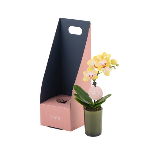 ラント エレガント(S)