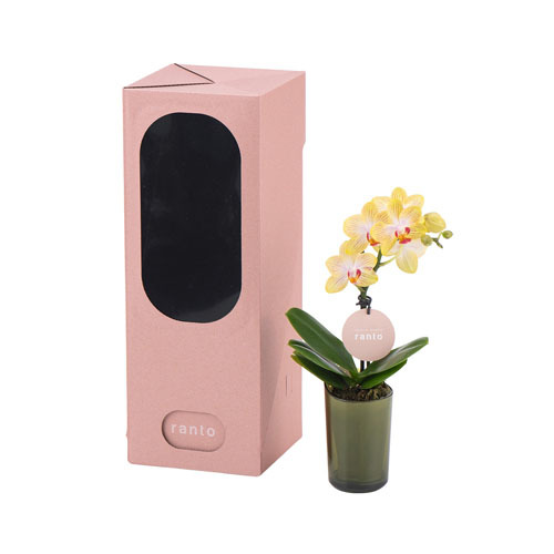 ラント エレガント(S)