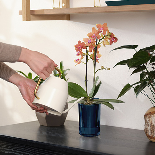 ラント エレガント(M)