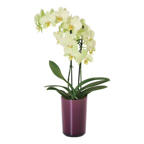 ラント エレガント(L)