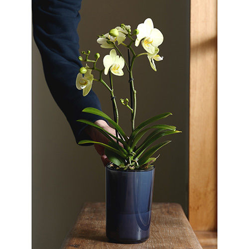 ラント エレガント(L)