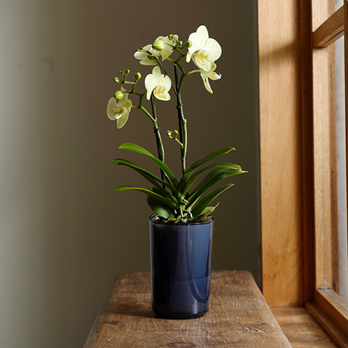 ラント エレガント(L)