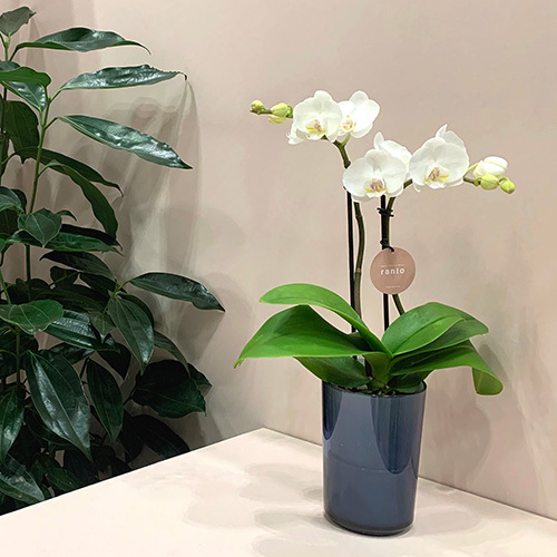 ラント エレガント(L)